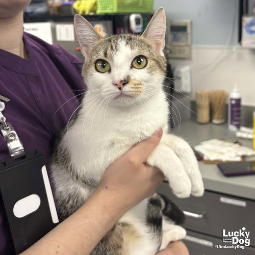 Jersey, Adult Domestic Short Hair / Mixed (short coat), cat for adoption in Manassas, Virginia