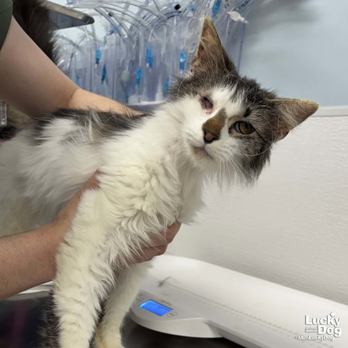 Miso, Adult Domestic Medium Hair / Mixed (short coat), cat for adoption in Manassas, Virginia
