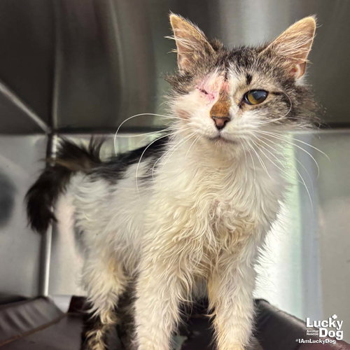 Miso, an adoptable Domestic Medium Hair in Washington, DC