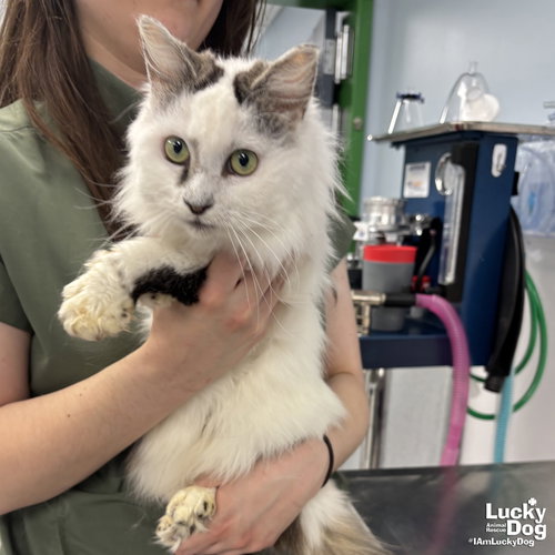 Speckles, Adult Domestic Long Hair / Mixed (short coat), cat for adoption in Manassas, Virginia