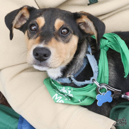 Sage, an adoptable Australian Cattle Dog in Washington, DC