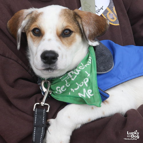 Sky, an adoptable Australian Cattle Dog in Washington, DC