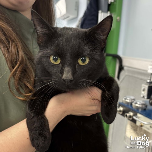 Spot, Adult Domestic Short Hair / Mixed (short coat), cat for adoption in Manassas, Virginia