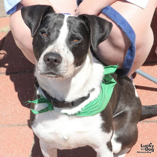Cressida Cowper, an adoptable Pointer in Washington, DC