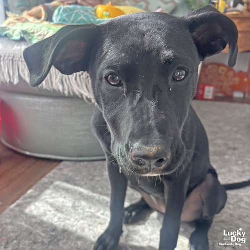Roo, an adoptable Labrador Retriever in Washington, DC