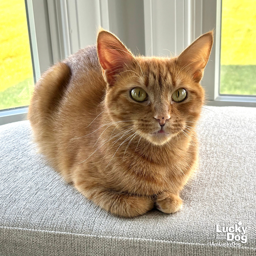 Elle, Adult Domestic Short Hair / Mixed (short coat), cat for adoption in Bowie, Maryland