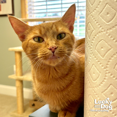 Elle, Adult Domestic Short Hair / Mixed (short coat), cat for adoption in Annapolis, Maryland