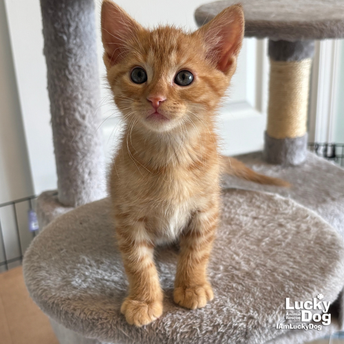 Bitty Frank, an adoptable Domestic Short Hair in Washington, DC