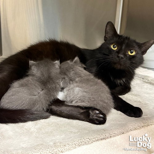Venus, Adult Domestic Short Hair / Mixed (short coat), cat for adoption in Manassas, Virginia
