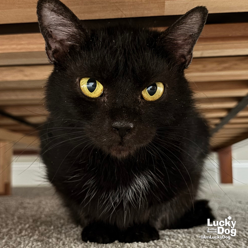 Venus, Adult Domestic Short Hair / Mixed (short coat), cat for adoption in Bowie, Maryland