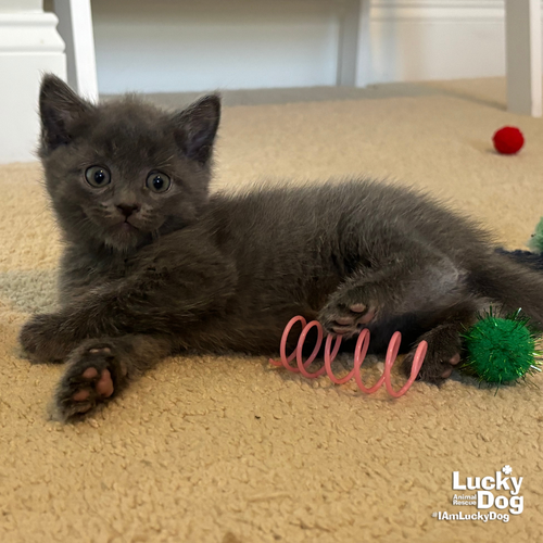 Ms. Pluto, Baby Domestic Short Hair / Mixed (short coat), cat for adoption in Manassas, Virginia