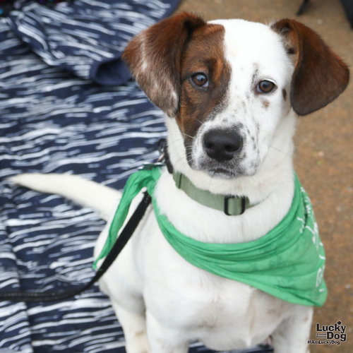 Hiba, an adoptable Shepherd in Washington, DC