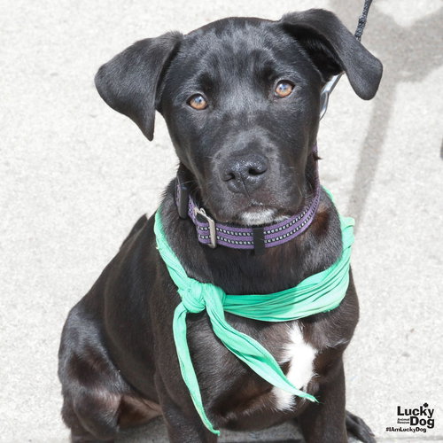 Hefty, an adoptable Labrador Retriever in Washington, DC