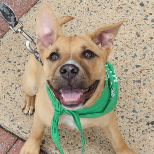 Babbette, an adoptable Labrador Retriever in Washington, DC