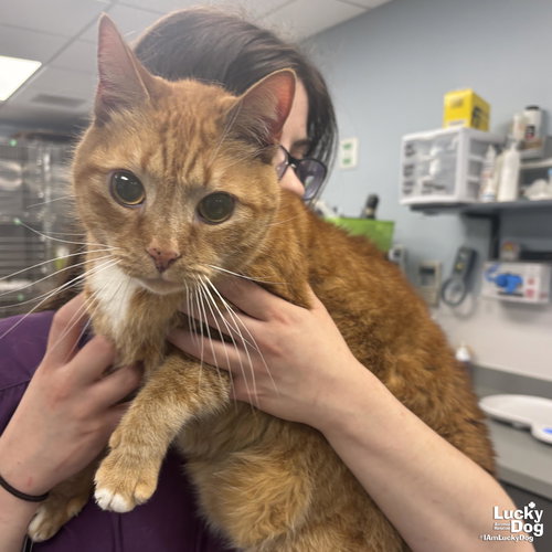 Monkey, Adult Domestic Short Hair / Tabby (short coat), cat for adoption in Manassas, Virginia