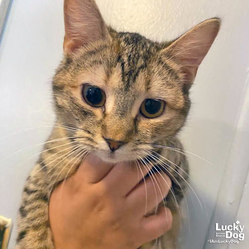 Tortellini, Adult Domestic Short Hair / Mixed (short coat), cat for adoption in Manassas, Virginia