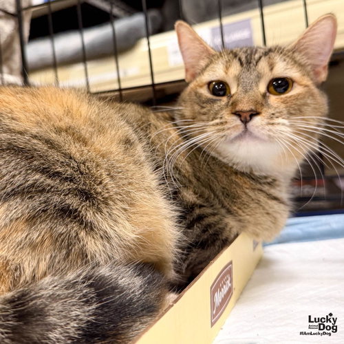 Tortellini, a cat for adoption from Lucky Dog Animal Rescue