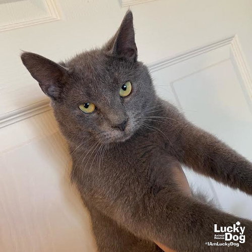 Rigatoni, Adult Domestic Short Hair / Mixed (short coat), cat for adoption in Manassas, Virginia