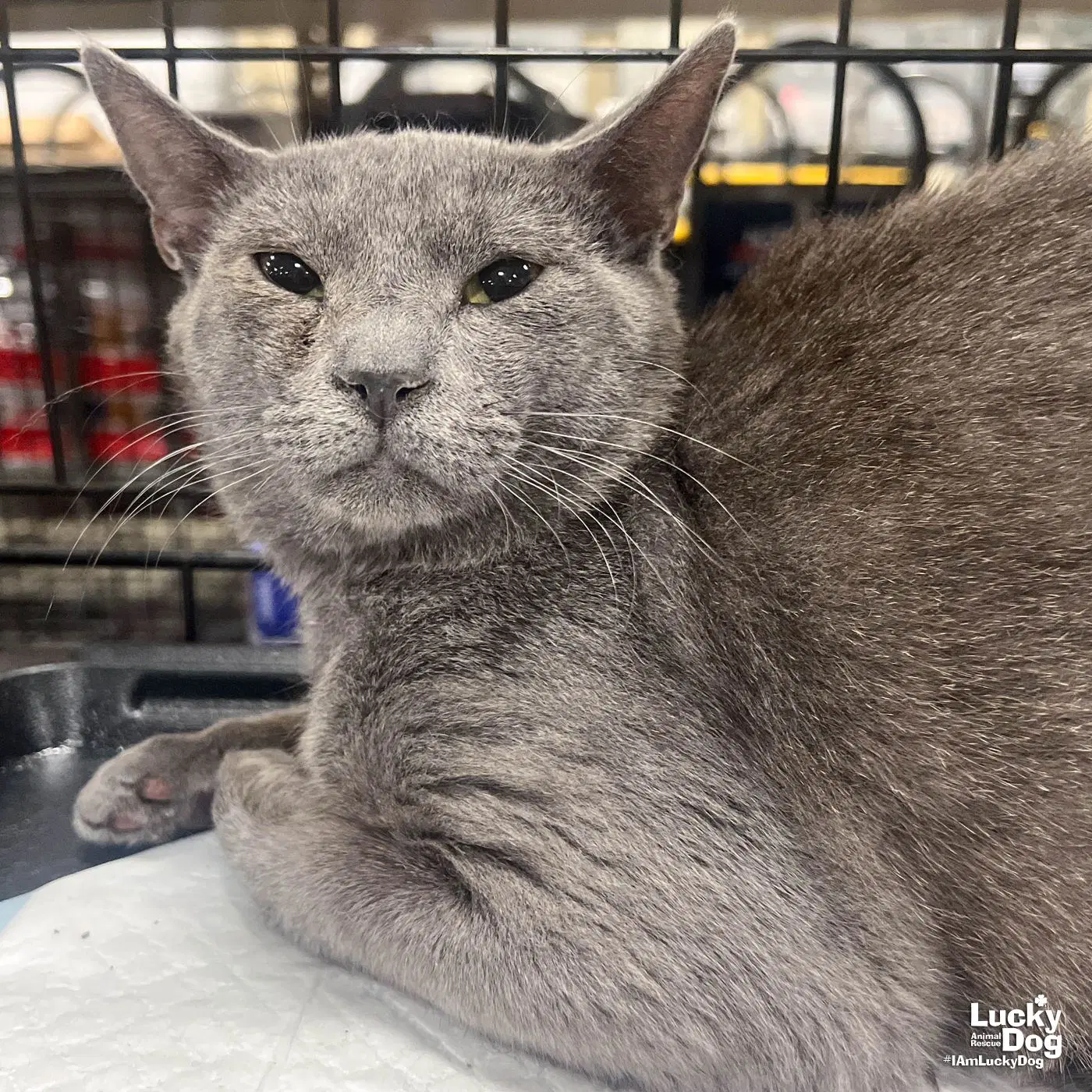Rigatoni - Domestic Short Hair