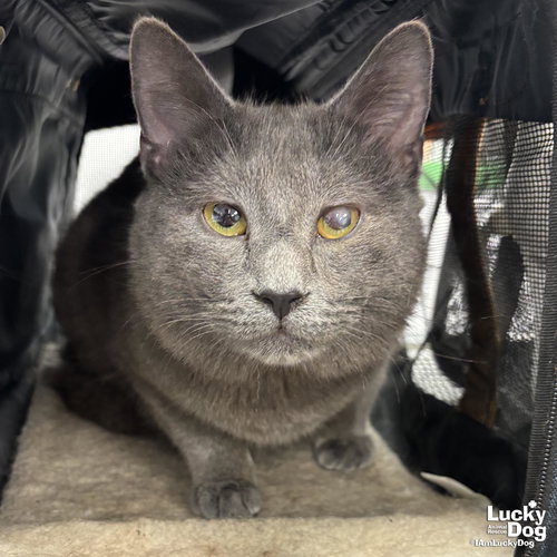 Pesto, Adult Domestic Short Hair / Mixed (short coat), cat for adoption in Manassas, Virginia