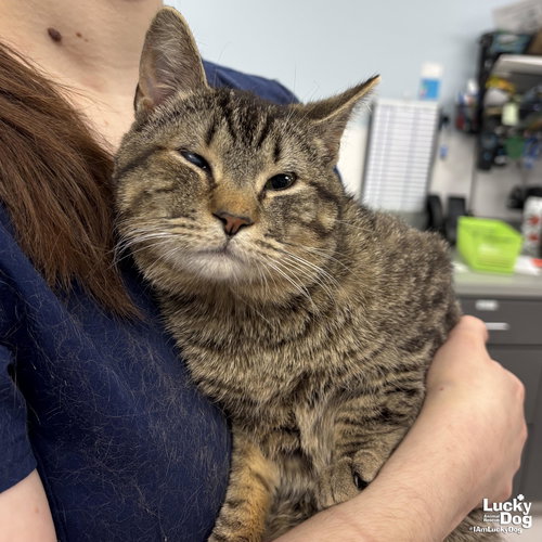 Panini, Adult Domestic Short Hair / Mixed (short coat), cat for adoption in Manassas, Virginia