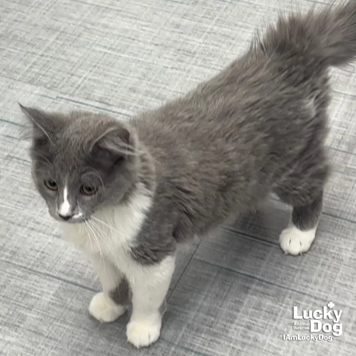 Angie - Domestic Long Hair