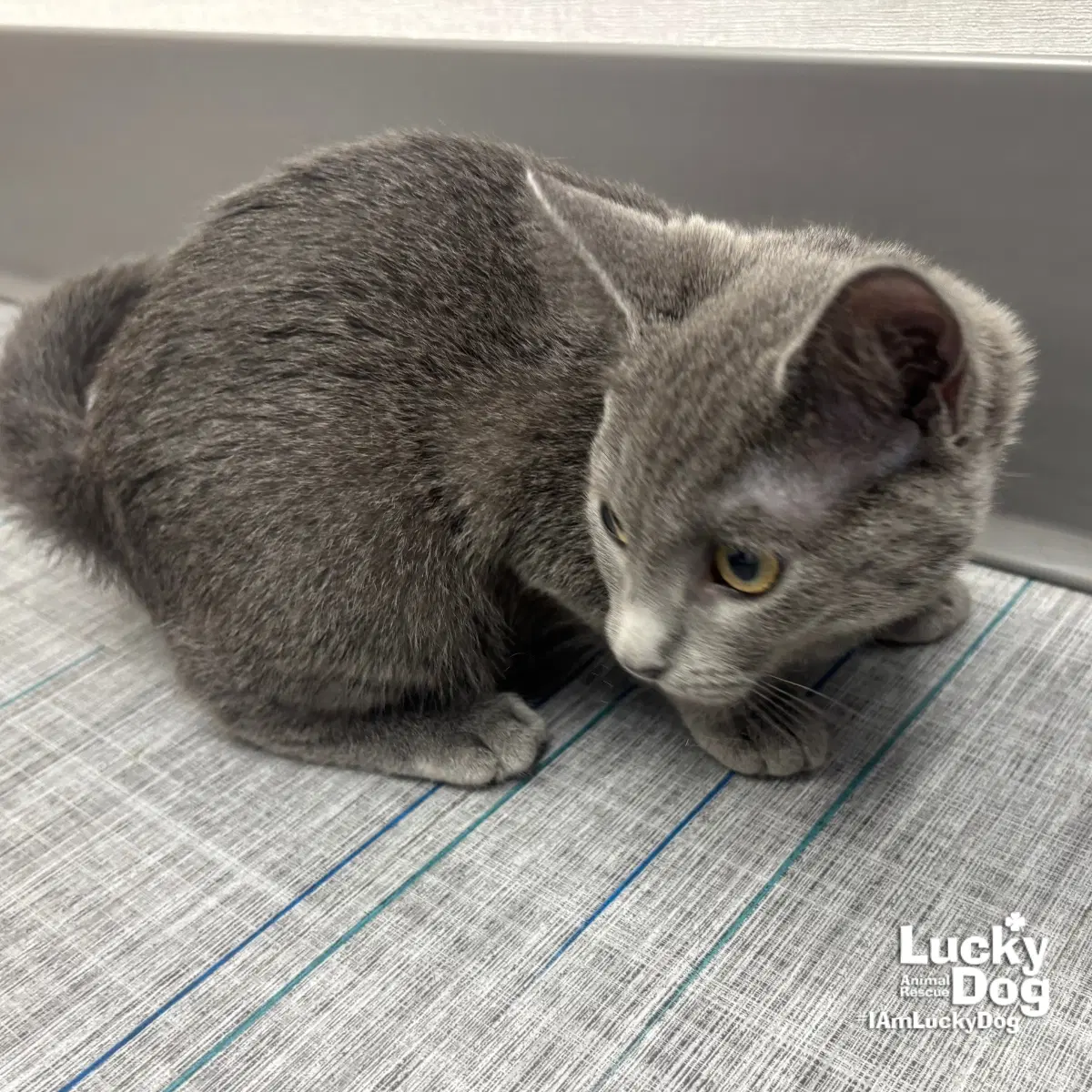 Ann - Domestic Short Hair