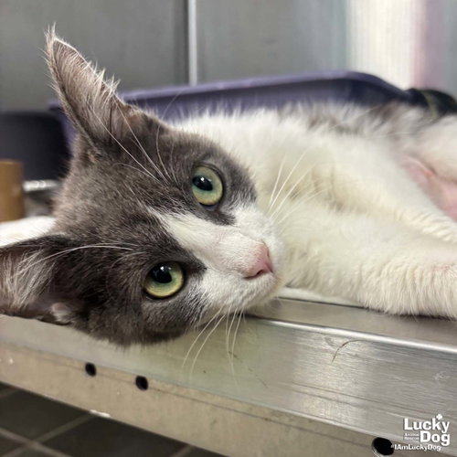 Allie Cat, Adult Domestic Short Hair / Mixed (short coat), cat for adoption in Annapolis, Maryland