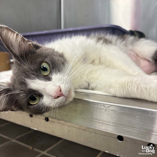 Allie Cat, Adult Domestic Short Hair / Mixed (short coat), cat for adoption in Bowie, Maryland