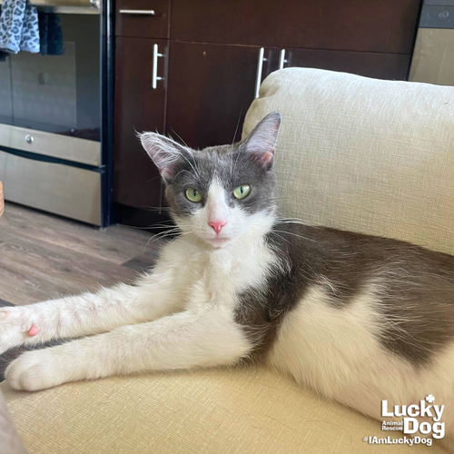 Allie Cat, Adult Domestic Short Hair / Mixed (short coat), cat for adoption in Annapolis, Maryland