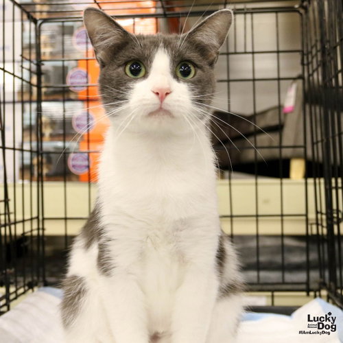 Allie Cat, Adult Domestic Short Hair / Mixed (short coat), cat for adoption in Manassas, Virginia