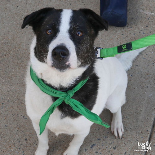Cece, an adoptable Spaniel in Washington, DC