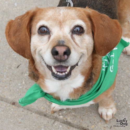 Pooh Bear, an adoptable Beagle in Washington, DC