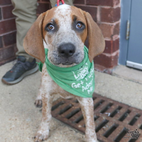Miss Sophia, an adoptable Australian Cattle Dog in Washington, DC