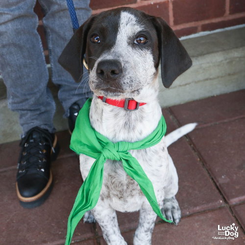 Miss Rosie, an adoptable Australian Cattle Dog in Washington, DC