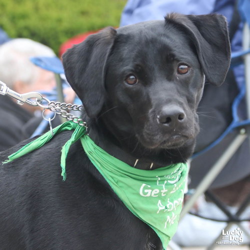Island, an adoptable Labrador Retriever in Washington, DC