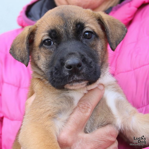 Wilma, an adoptable Labrador Retriever in Washington, DC