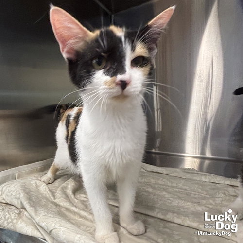 Kea, Baby Domestic Short Hair / Mixed (short coat), cat for adoption in Manassas, Virginia