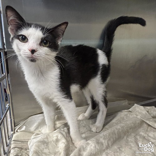 Kei, Baby Domestic Short Hair / Mixed (short coat), cat for adoption in Manassas, Virginia