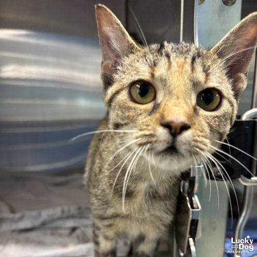Chilli, Young Domestic Short Hair / Mixed (short coat), cat for adoption in Manassas, Virginia