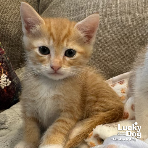 Kelly, an adoptable Domestic Short Hair in Washington, DC