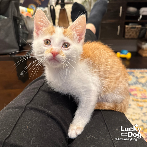 Ken, Baby Domestic Short Hair / Mixed (short coat), cat for adoption in Bowie, Maryland