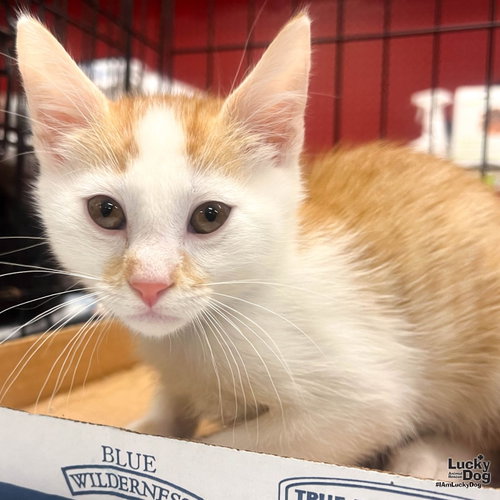 Ken, Baby Domestic Short Hair / Mixed (short coat), cat for adoption in Annapolis, Maryland