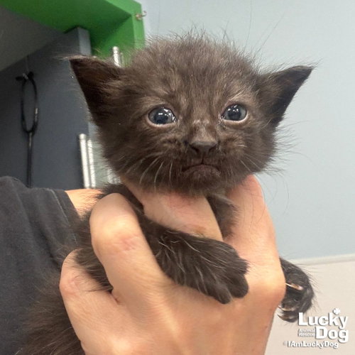 Oneida, Baby Domestic Short Hair / Mixed (short coat), cat for adoption in Washington, District of Columbia