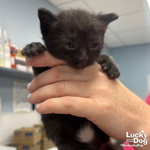 Orca, Baby Domestic Short Hair / Mixed (short coat), cat for adoption in Washington, District of Columbia
