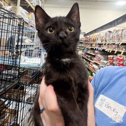 Orca, a cat for adoption from Lucky Dog Animal Rescue