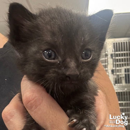 Oregon, Baby Domestic Short Hair / Mixed (short coat), cat for adoption in Washington, District of Columbia