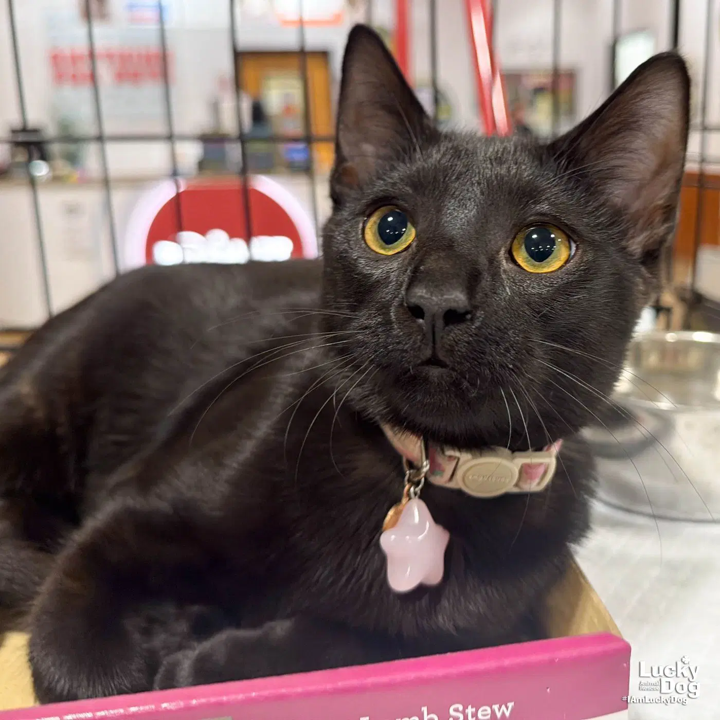 Oregon - Domestic Short Hair