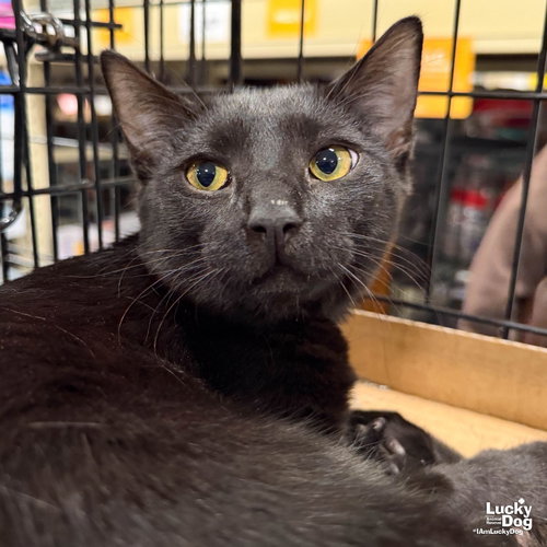 Oregon, a cat for adoption from Lucky Dog Animal Rescue