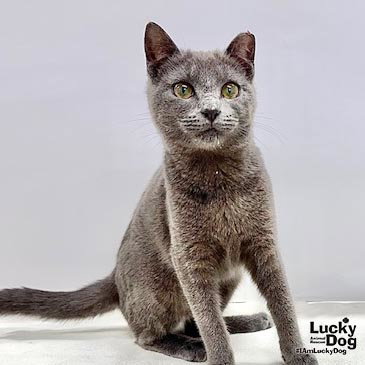 Jessica, Young Domestic Short Hair / Mixed (short coat), cat for adoption in Manassas, Virginia